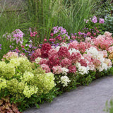 Green boutiQ - Planta de Jardín - Hortensia Paniculata Groundbreaker Blush - Greeny - Ruby - Hortensia Paniculada - Compacta - Rosa-Verde-Rojo - 3 Plantas - Maceta 14cm - Altura 20-25cm
