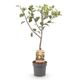 Prunier Opal - Prunus domestica - H 90 cm, pot Ø21 cm