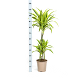 Dracaena Lemon Lime