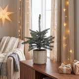 Épicéa bleu du Colorado - Picea pungens Glauca - H 60 cm, pot Ø23 cm - photo 3