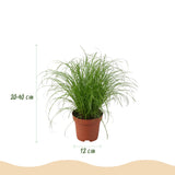 Mix plantes pet-friendly x4 – Chlorophytum, Cyperus, Phlebodium, Marantha