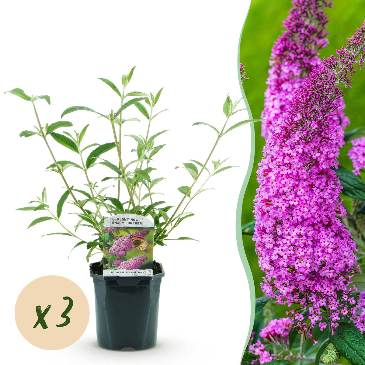 Green boutiQ - Planta de jardín - Buddleja davidii Pink Delight - Arbusto de mariposas - Resistente al invierno - Rosa - 3 plantas - Maceta 17cm - Altura 45cm