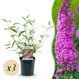 Green boutiQ - Planta de jardín - Buddleja davidii Pink Delight - Arbusto de mariposas - Resistente al invierno - Rosa - 3 plantas - Maceta 17cm - Altura 45cm