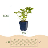 Kit de vivaces pour l'ombre - 24 plants pour 3 m² - H 25 cm, pot Ø11 cm