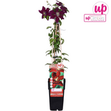 Clématite Niobe - Clématite rouge rubis - H 65 cm, pot Ø15 cm - photo 2
