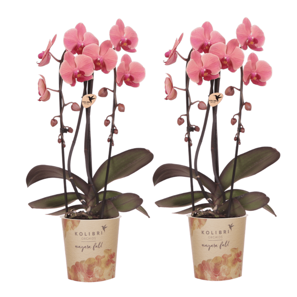Orchidées Phalaenopsis rose saumon Niagara Fall Narbonne - lot de 2 ou 4 - pot Ø12 cm