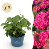 Hortensia Summer Love rouge - Hydrangea Endless Summer - H 20-25 cm, pot Ø14 cm