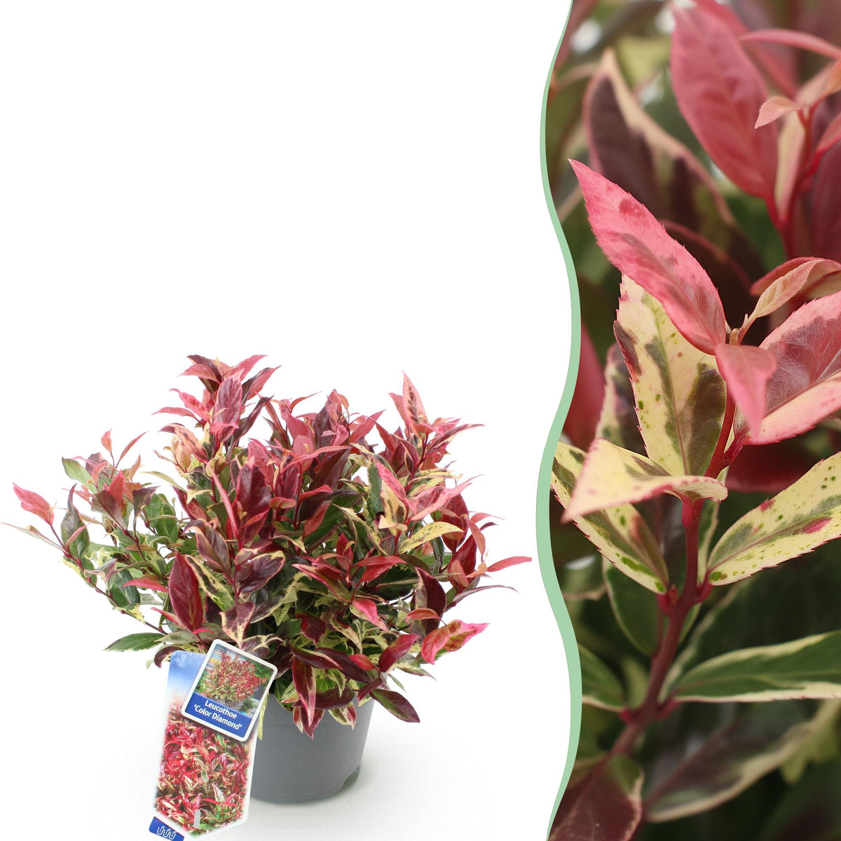Leucothoé Colour Diamond - H 45 cm, pot Ø17 cm