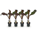 Bananier d'Abyssinie rouge Maurelii - Ensete ventricosum - 4 plants - H 30 cm, pot Ø12 cm