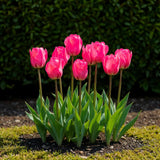 Tulipe triomphe rose - calibre 11/12