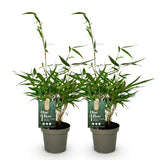 Fargesia robusta Pingwu - H 35 cm, pot Ø14 cm