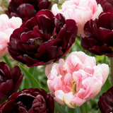 Tulipe Sweet Desire en mélange - 96 bulbes