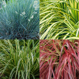Graminées persistantes en mélange - 4 plants - H 50 cm, pot Ø17 cm