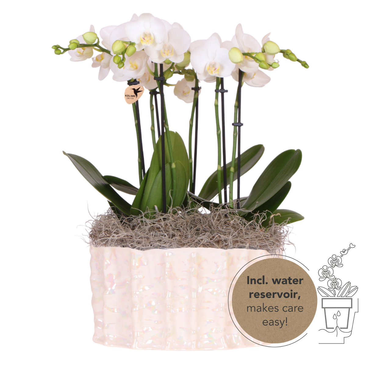 Orchidées Phalaenopsis blanches Mineral Amabilis en coupe Oyster - bouquet de 3 - H 40 cm, pots Ø9 cm