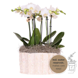 Orchidées Phalaenopsis blanches Mineral Amabilis en coupe Oyster - bouquet de 3 - H 40 cm, pots Ø9 cm