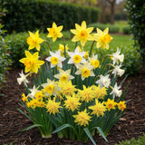 Narcisse botanique en mélange - calibre 10/12