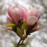 Magnolia de Soulange - fleurs rose pâle - H 45 cm, pot Ø17 cm