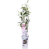 Jasmin étoilé Star of Ibiza rose - Trachelospermum - H 65 cm, pot Ø15 cm