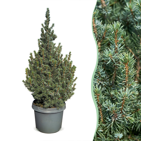 Épicéa bleu nain Sander's Blue - Picea glauca - H 60 cm, pot Ø23 cm