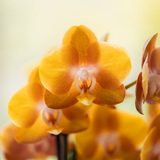 Orchidées Phalaenopsis orange Jewel Las Vegas - bouquet de 3 en coupe Oyster