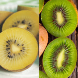 Kiwis Jenny et doré