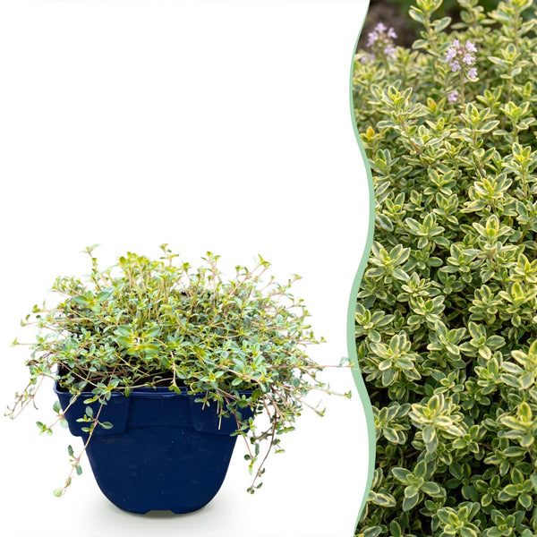 Thym citron Sambesi - H 15-25 cm, pot Ø11 cm