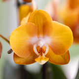 Orchidées Phalaenopsis orange Jewel Las Vegas - bouquet de 3 en coupe Oyster