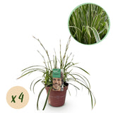Carex Ice Dance - 4 plants - H 50 cm, pot Ø17 cm