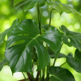 Monstera Deliciosa avec panier – Plante trouée | Pot 17 cm, Hauteur 50-55 cm