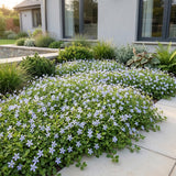 Isotoma rampant - H 15-25 cm, pot Ø11 cm