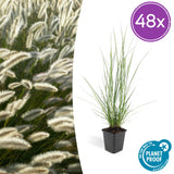 Pennisetum Hameln en godet - Herbe aux écouvillons - H 10-25 cm, pot Ø9 cm
