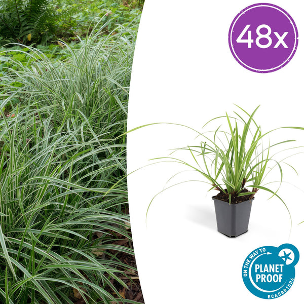 Laîche du Japon Ice Dance en godet - Carex morrowii - H 10-25 cm, pot Ø9 cm