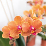 Orchidée Bolzano orange - Phalaenopsis - H 35 cm, pot Ø9 cm