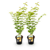 Érables du Japon Jordan - 2 plants - H 70 cm, pot Ø19 cm