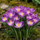 Crocus Ruby Giant - calibre 5/+
