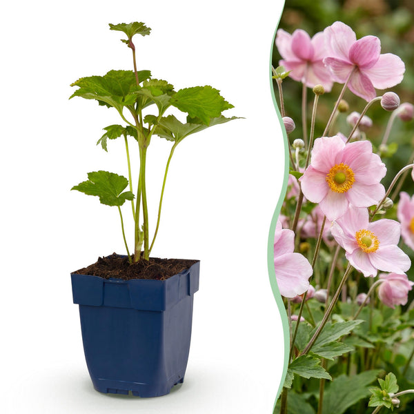 Anémone du Japon Reine Charlotte - H 15-25 cm, pot Ø11 cm