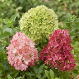 Green boutiQ - Planta de Jardín - Hortensia Paniculata Groundbreaker Blush - Greeny - Ruby - Hortensia Paniculada - Compacta - Rosa-Verde-Rojo - 3 Plantas - Maceta 14cm - Altura 20-25cm