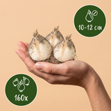 Ail d'ornement en mélange, grande quantité