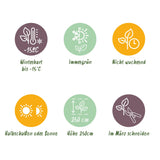 Green boutiQ - Bamboe - Fargesia Rufa - Bladhoudend - Niet Woekerend - Groen - 6 Planten - Pot 14cm - Hoogte 35cm