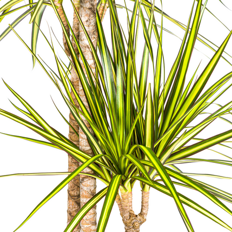 Dracaena Marginata Sunray avec cache-pot