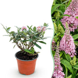 Buddleia Butterfly Candy Little Pink - H 20-25 cm, pot Ø12 cm