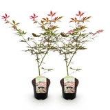 Érables du Japon Sumi-nagashi - 2 plants - H 70 cm, pot Ø19 cm