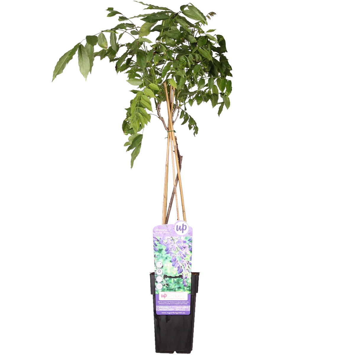 Glycine de Chine Prolific - Wisteria sinensis - H 65 cm, pot Ø15 cm