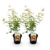 Érables du Japon Katsura - 2 plants - H 70 cm, pot Ø19 cm