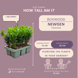 Buis NewGen Freedom en godet - 6 plants - H 15 cm, pot Ø7 cm
