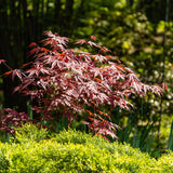Érable du Japon Atropurpureum - 2 plants - H 70 cm, pot Ø19 cm