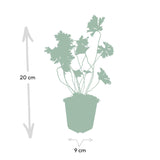 Géranium vivace Rozanne en godet - Geranium Rozanne - H 10-25 cm, pot Ø9 cm - photo 2