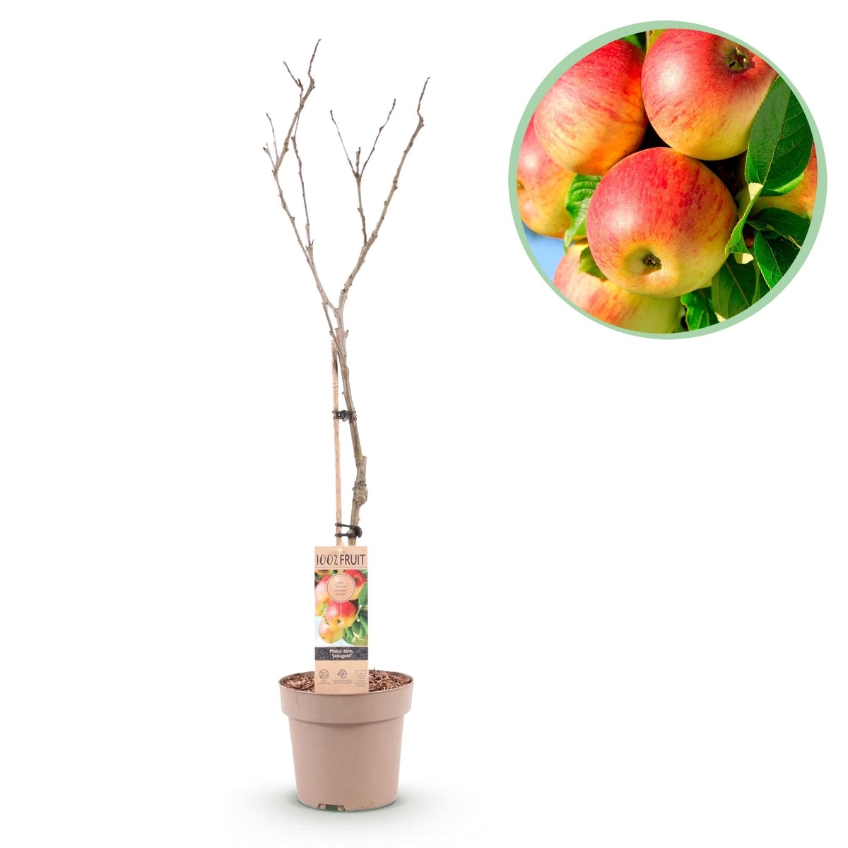 Pommier Jonagold - Malus domestica - H 90 cm, pot Ø21 cm