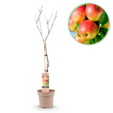 Pommier Jonagold - Malus domestica - H 90 cm, pot Ø21 cm
