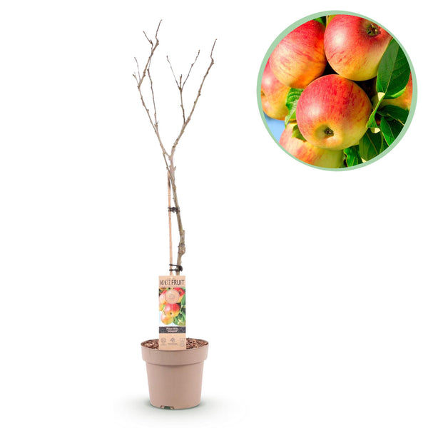 Pommier Jonagold - Malus domestica
